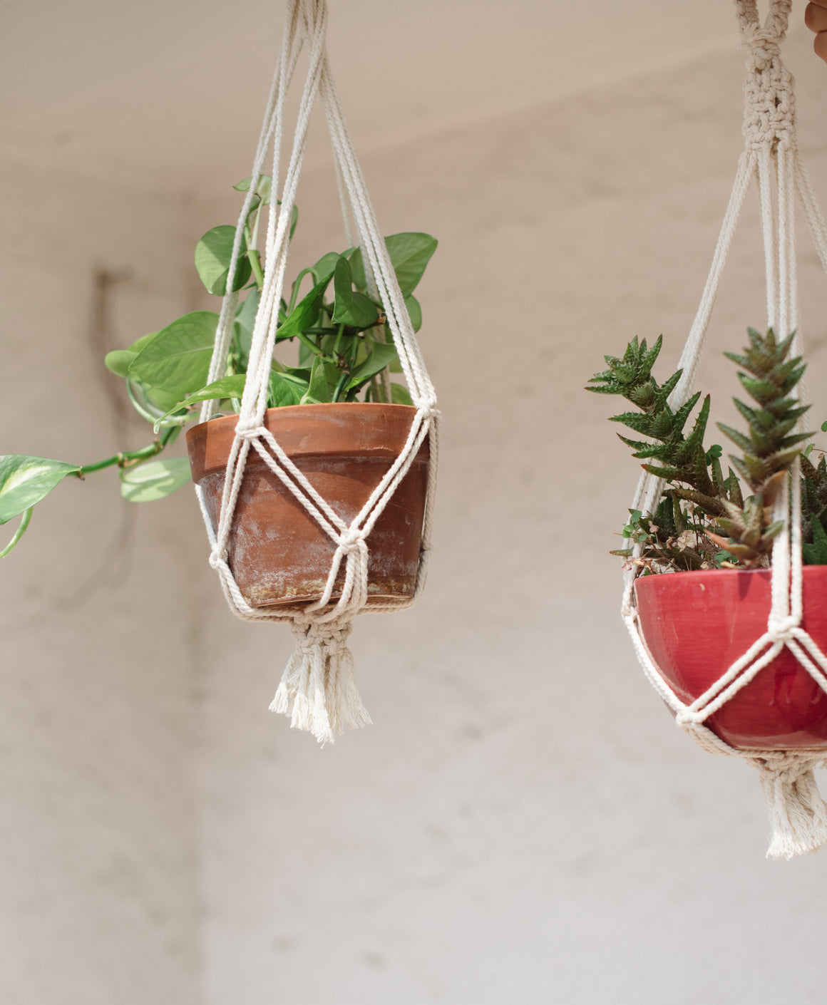 The Angelica Plant Hanger